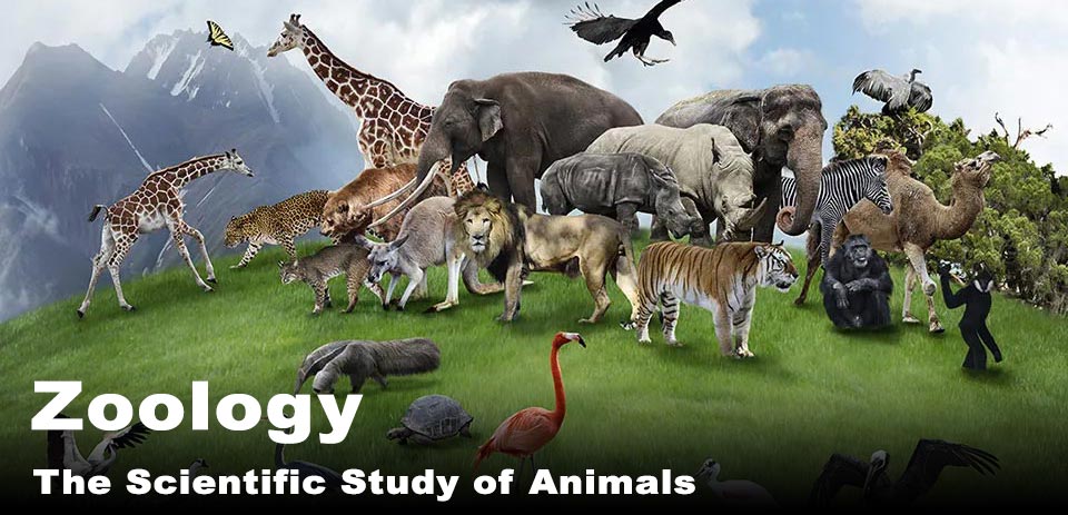 Department of Zoology